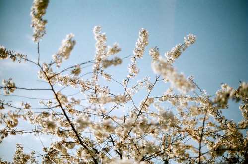 light blue cherry blossoms by ulanalee on Flickr.