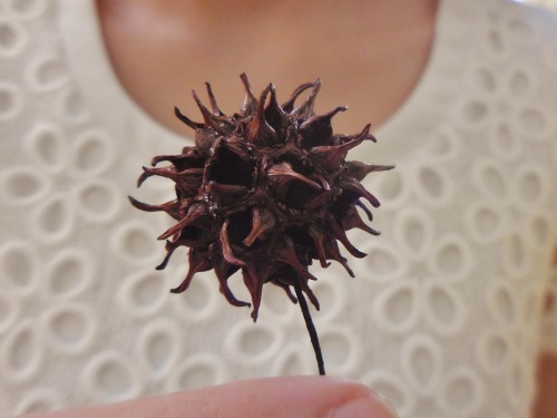 Photos and GIFs of Liquidambar styraciflua, commonly known as the Sweetgum tree.It is one of the mor