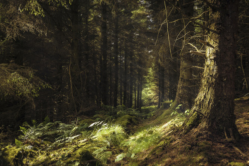 homeintheforest: Following the Light by Nick Auskeur on Flickr.