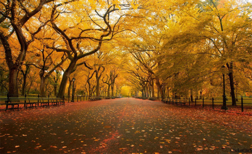 lu-48:  The Most Beautiful Trees in the World Portland Japanese Garden, Portland, Oregon. Photo by unknown. Red maples trees path. Photo by Ildiko Neer. Most beautiful wisteria tree in the world. Photo by Brian Young. Yellow autumn in Central Park, New