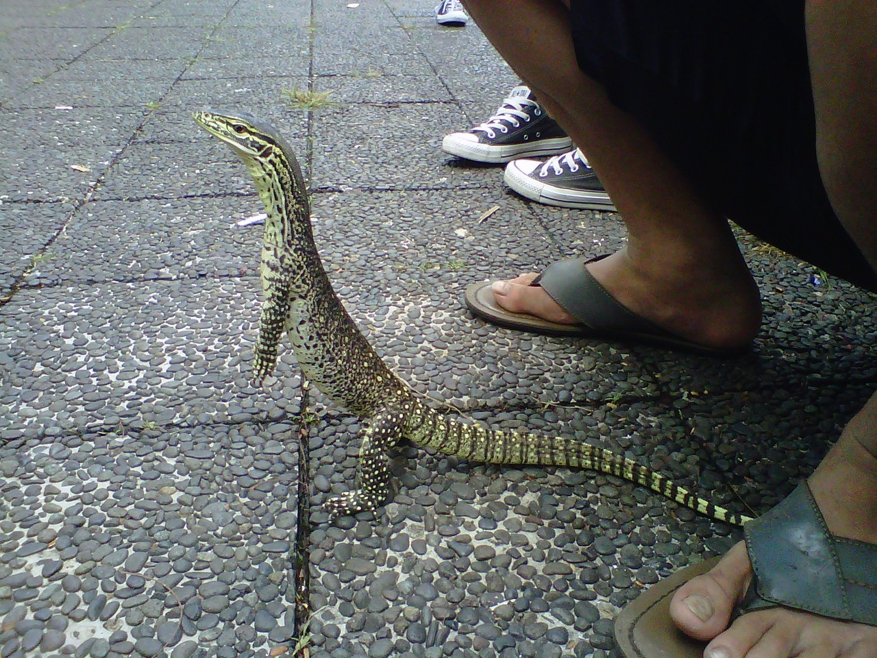 reptar the argus monitor