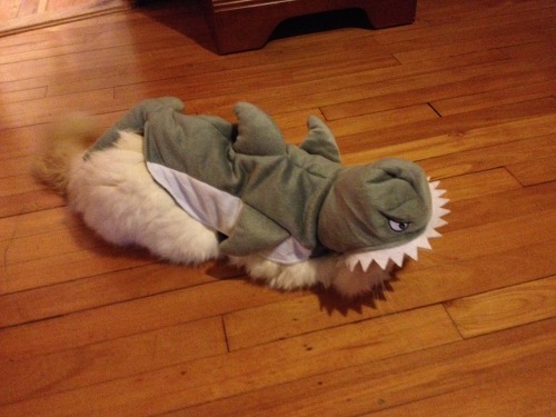 lucifurfluffypants:  It’s Shark Week, beaches!