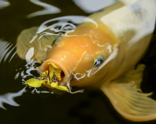 Leah McCoy Soderblom aka Kenny And Leah - Budding Koi, 2014 Photography  While visiting the koi pond