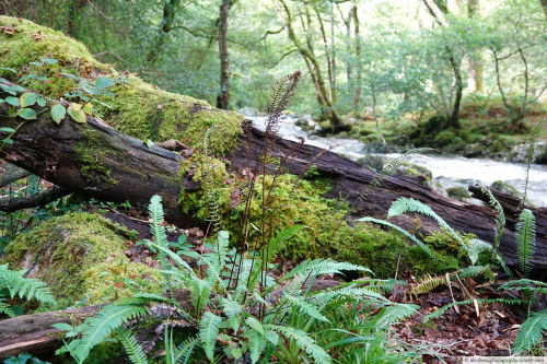 alrobertsphotography:Dewerstone Woods, Dartmoor National Park