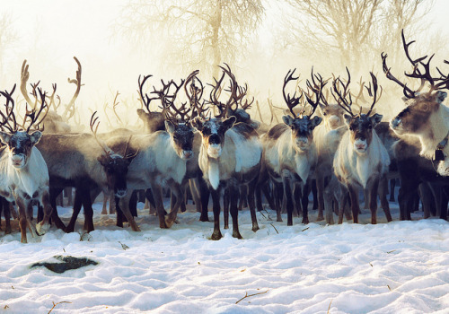 danielodowd:  Curious reindeer by Anne Katja Gaup on Flickr. 