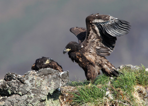 White-tailed Eagle (Haliaeetus albicilla)>>by Sindri Skúlason 