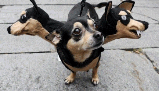 Cerbero halloween. 