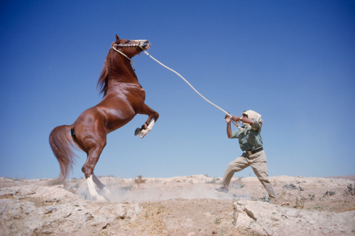 Muscles ripple as an Arabian steed rears above its trainer in Jordan, December 1964.Photograph by Lu