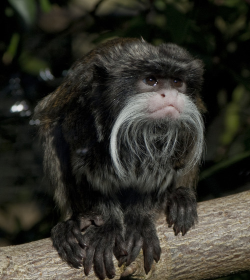 tamarin