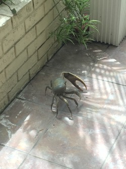 purified-zone:  scotchtapeofficial:  justspilledcoffee:  Hey guys did I mention I live on a fucking weird island and sometimes land crabs with 8-inch claws try to get into my house  cute puppy what breed is he  sideways 