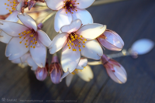 asylum-art:  Sakae: creates Exquisite Japanese Floral  Hairpins  on Facebook, Flickr These transparent ornament hairpins, which Sakae makes, have a beauty that catches your breath. Sakae started to make Kanzashi (Japanese Hair Pins) about 7 years ago. 