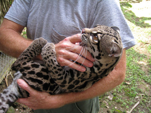 cool-critters:Margay (Leopardus wiedii)The Margay is a solitary and nocturnal animal that prefers re