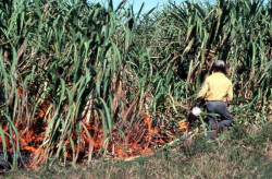 Sugar cane worker setting a cane field ablaze