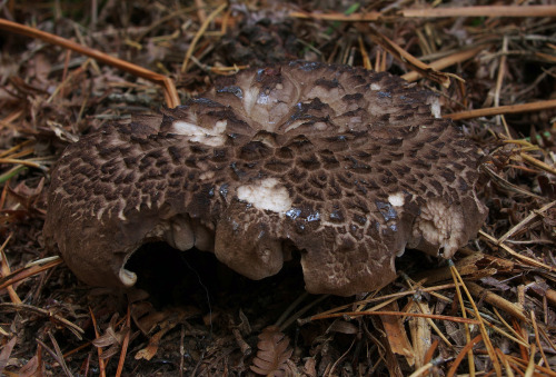 Scaly hedgehog mushroom - Sarcodon squamosus. British distribution is mostly restricted to the Caled