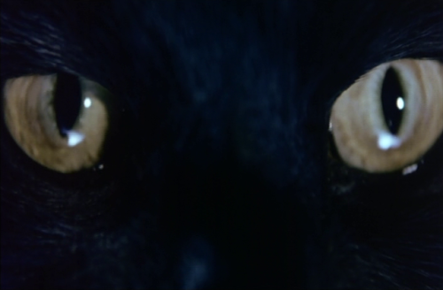 coelacance:the cat (lam ngai kai, 1992)