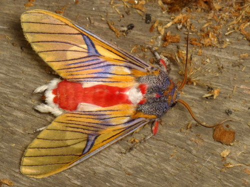 onenicebugperday:Tiger moth, Idalus erythronota, ArctiinaePhotographed in Ecuador by Andreas Ka
