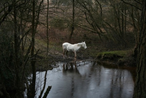 llovinghome:White New Forest pony