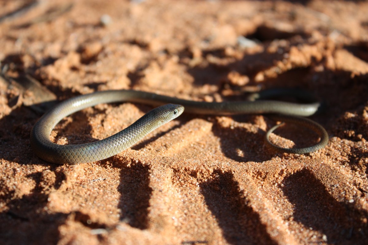 An obliging Butler’s legless lizard (Delma butleri) at Danggali Conservation Park. Pretty olivey-brown lizard with a perpetually surprised expression