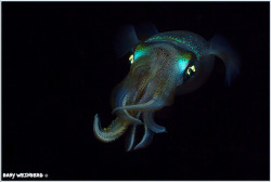 wapiti3:  Nocturnal Squid on Flickr.Via Flickr: