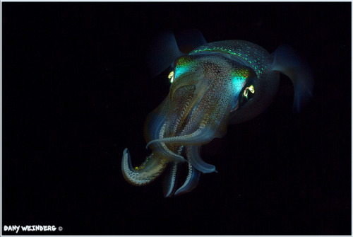 wapiti3:  Nocturnal Squid on Flickr.Via Flickr: Dany Weinberg Underwater Photography