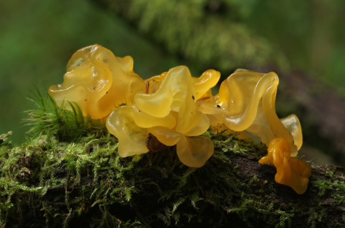 Tremella mesenterica - yellow brain fungus. I see this a lot - it&rsquo;s very common on gorse b
