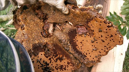 farorescourage: witchlette: jetgreguar: 131-di: byebyedaruma: Carnivorous Bees Discovered in Co