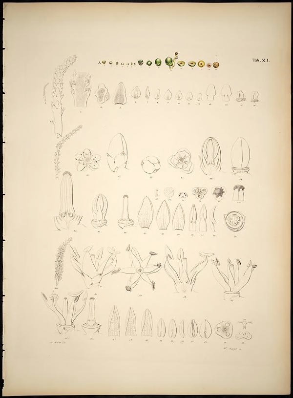 wapiti3:  The natural history of palm trees  By Martius, Karl Friedrich Philipp