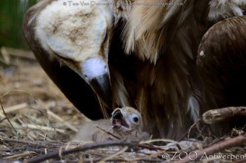 Cinereous Vulture (Aegypius monachus) >>by Tom Van Deuren