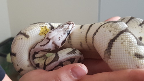 Nemesis our new baby showing off one of her 3 paradox markings! She has the sweetest of boops and so