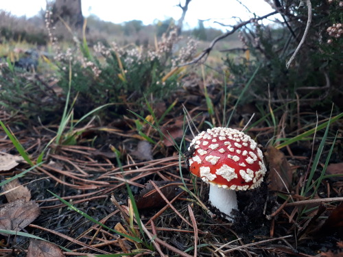 Sutton Park, Birmingham, UK, October 2021Fly agaric (Amanita muscaria) I found swathes of these icon