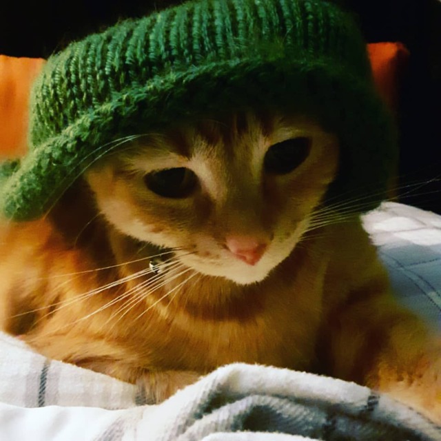 hipstercat on Tumblr