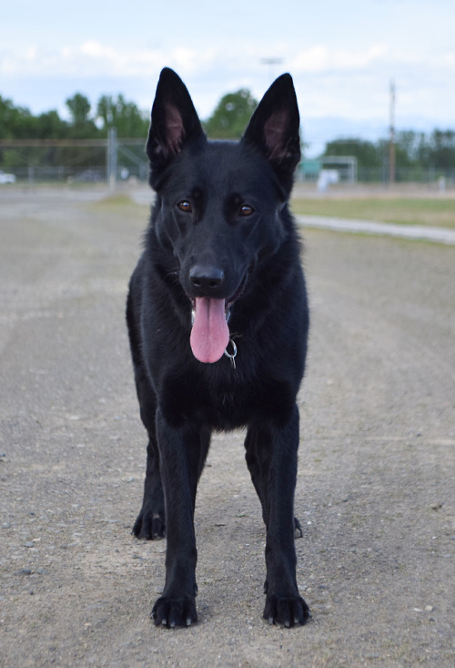 pawsitivelypowerful:
“Rougarou