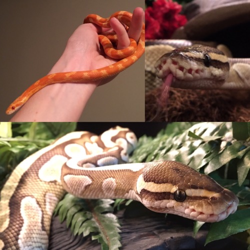 snoodlenoodles: Some pics of the babies! Malibu and Rhea!