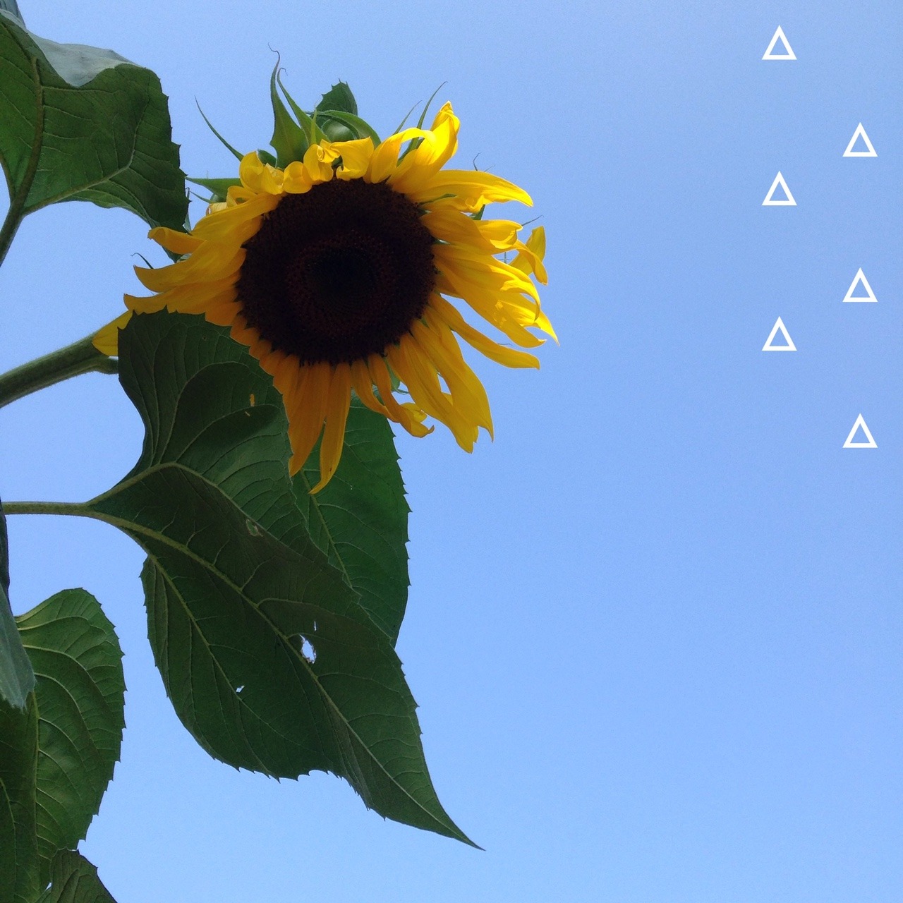 cutegogh:  I was walking down the street and I saw this huge sunflower 