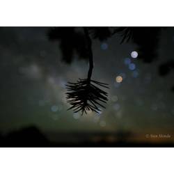 Star Colors and Pinyon Pine #nasa #apod #pinetree