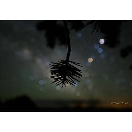 Star Colors and Pinyon Pine #nasa #apod #pinetree #constellation #scorpius #stars #milkywaygalaxy #grandcanyon #antares #saturn #planet #christmaseve #space #science #astronomy