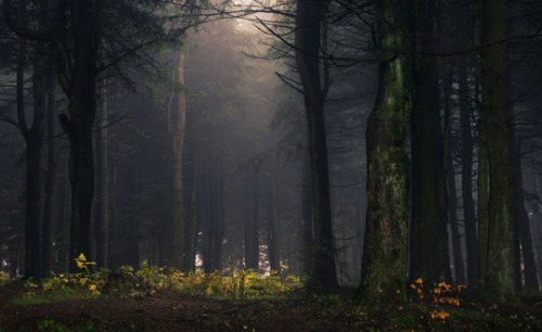 Photography by Alex Wesche