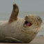 henrywalrus