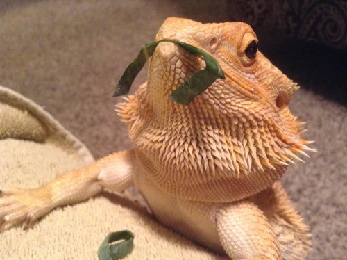 yeahponcho:  the greeb