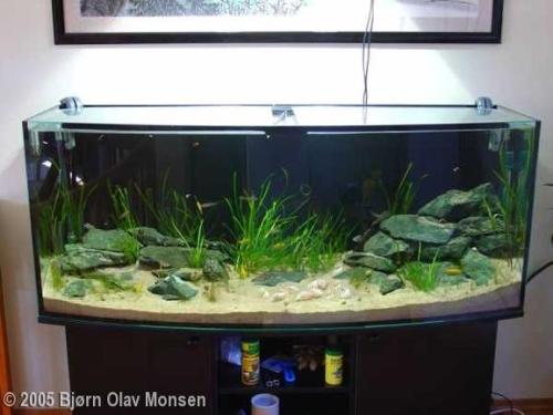 Africa Aquarium Tank Size 150 x 40 x 60 cm Plants Hairgrass Vallisneria americana (natans) Fish/Anim