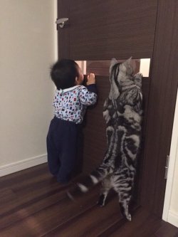 leon-eon:  Cat trying to see what his lil