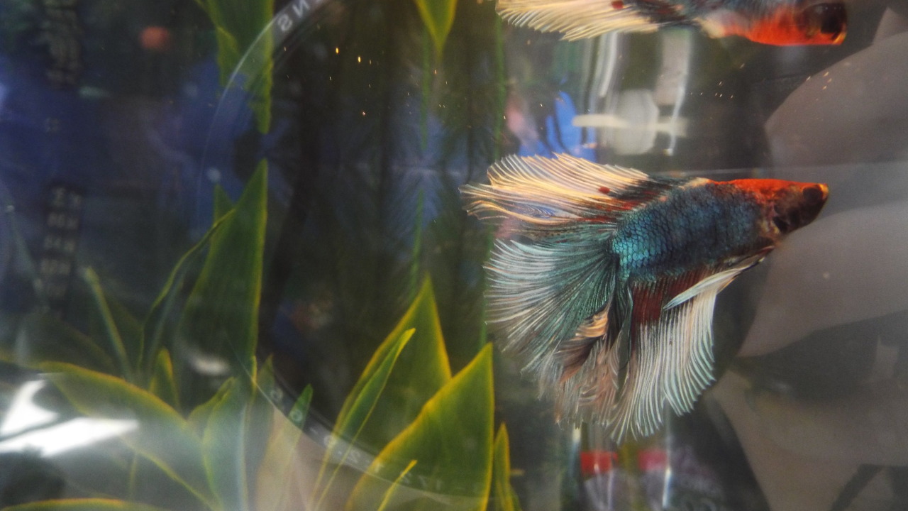 submurged-life:  If you need proof that bettas should have at least 2.5 gallons,