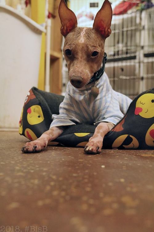 sillyshelterdogs