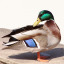 natanidae