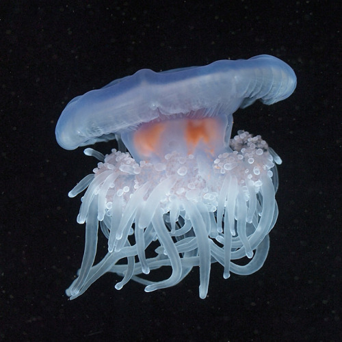 mooonjellies:Charlene-SJ