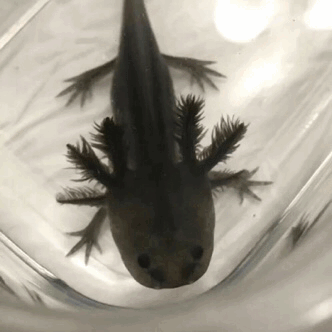 Axolotl Gif Explore Tumblr Posts And Blogs Tumgir