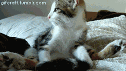 gifcraft:  Kitten stretches and falls asleep
