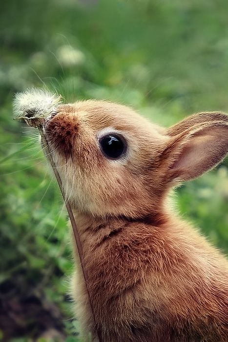 warpiggly:  Hermosas fotos de animales¿Cual te ha gustado ?  