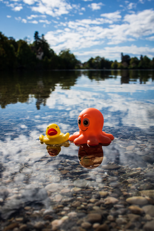 stephiramona:Little duckling on tour Little duckling was happy to meet “Wessie” the monster of lake 