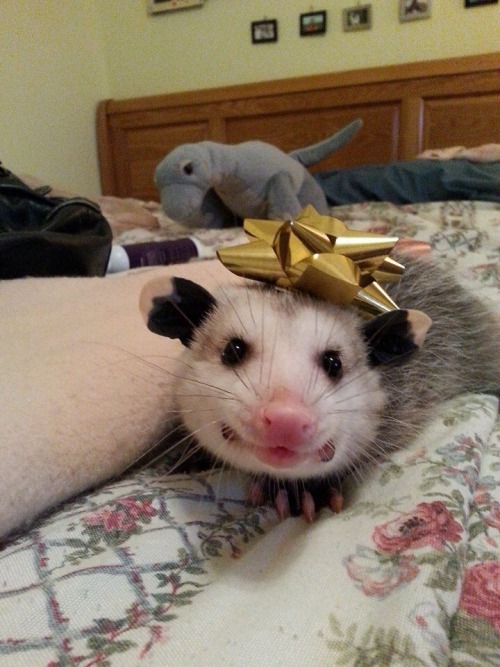 opossummypossum: a gift.